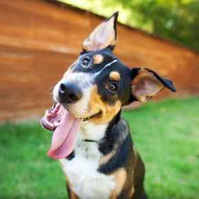 Picture for category Canine